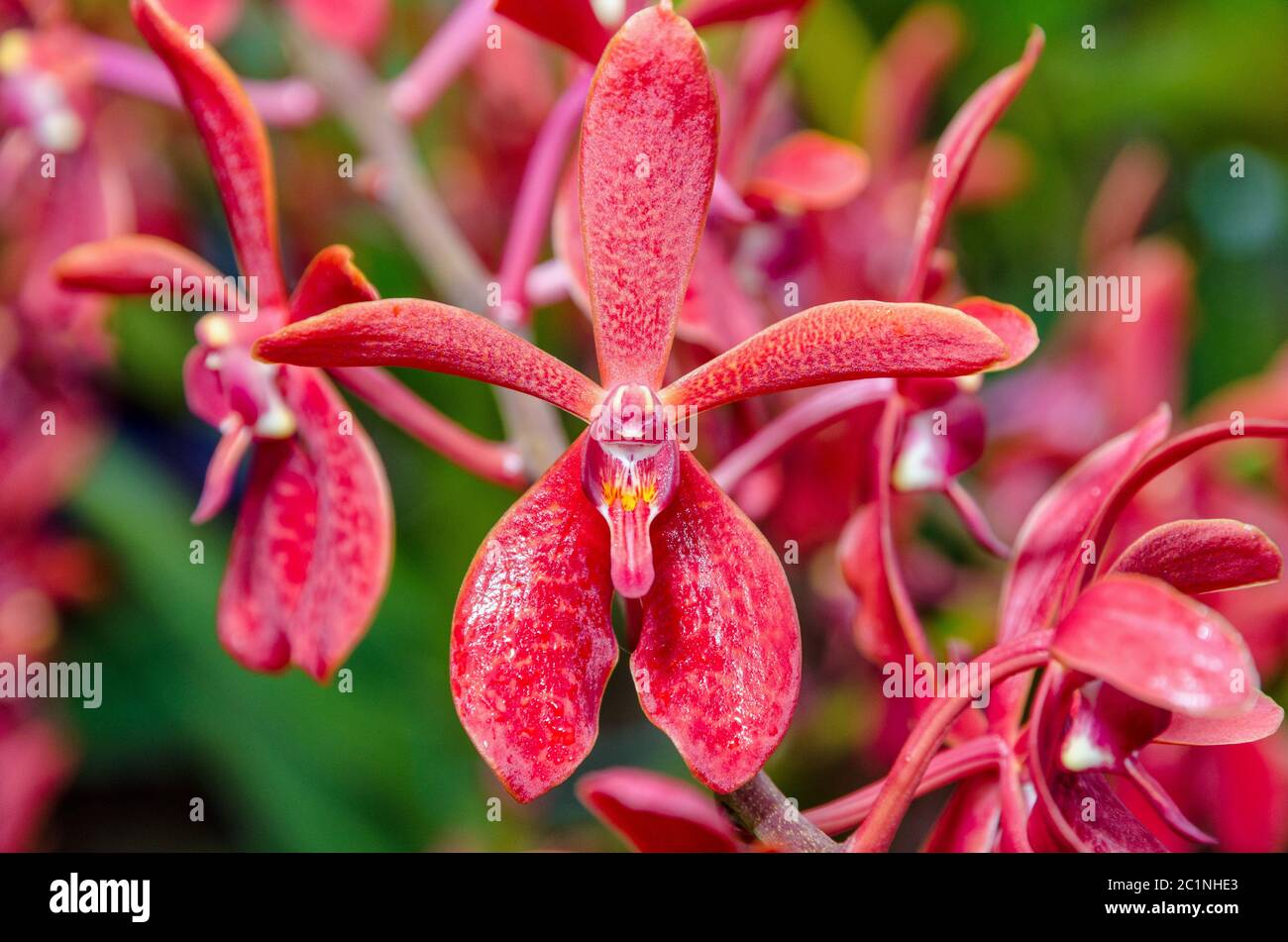 Orchid rhynchostylis hires stock photography and images Alamy