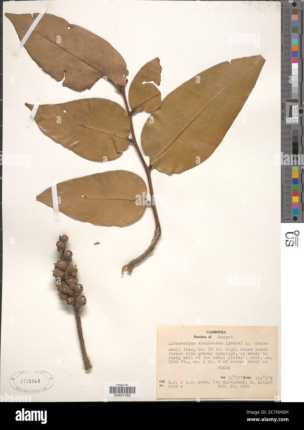 Lithocarpus elephantus Hance A Camus Lithocarpus elephantus Hance A Camus. Stock Photo