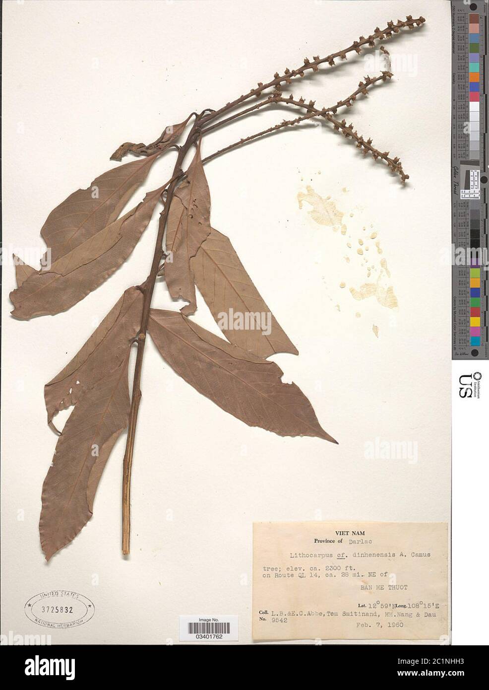 Lithocarpus dinhensis Hickel A Camus A Camus Lithocarpus dinhensis Hickel A Camus A Camus. Stock Photo