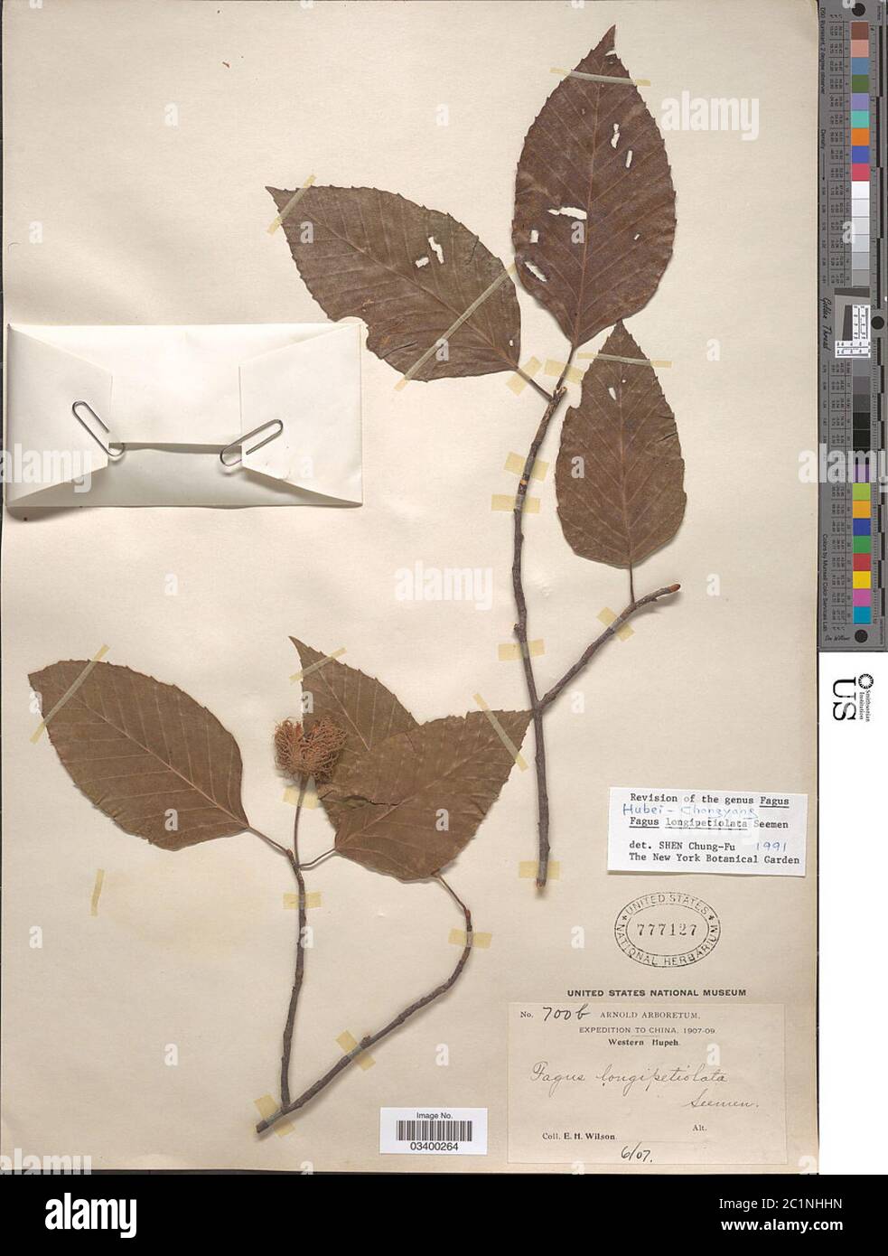 Fagus longipetiolata Seemen Fagus longipetiolata Seemen Stock Photo - Alamy