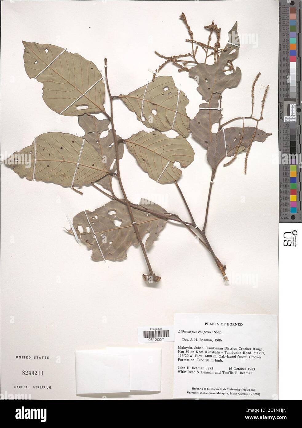 Lithocarpus confertus Soepadmo Lithocarpus confertus Soepadmo. Stock Photo