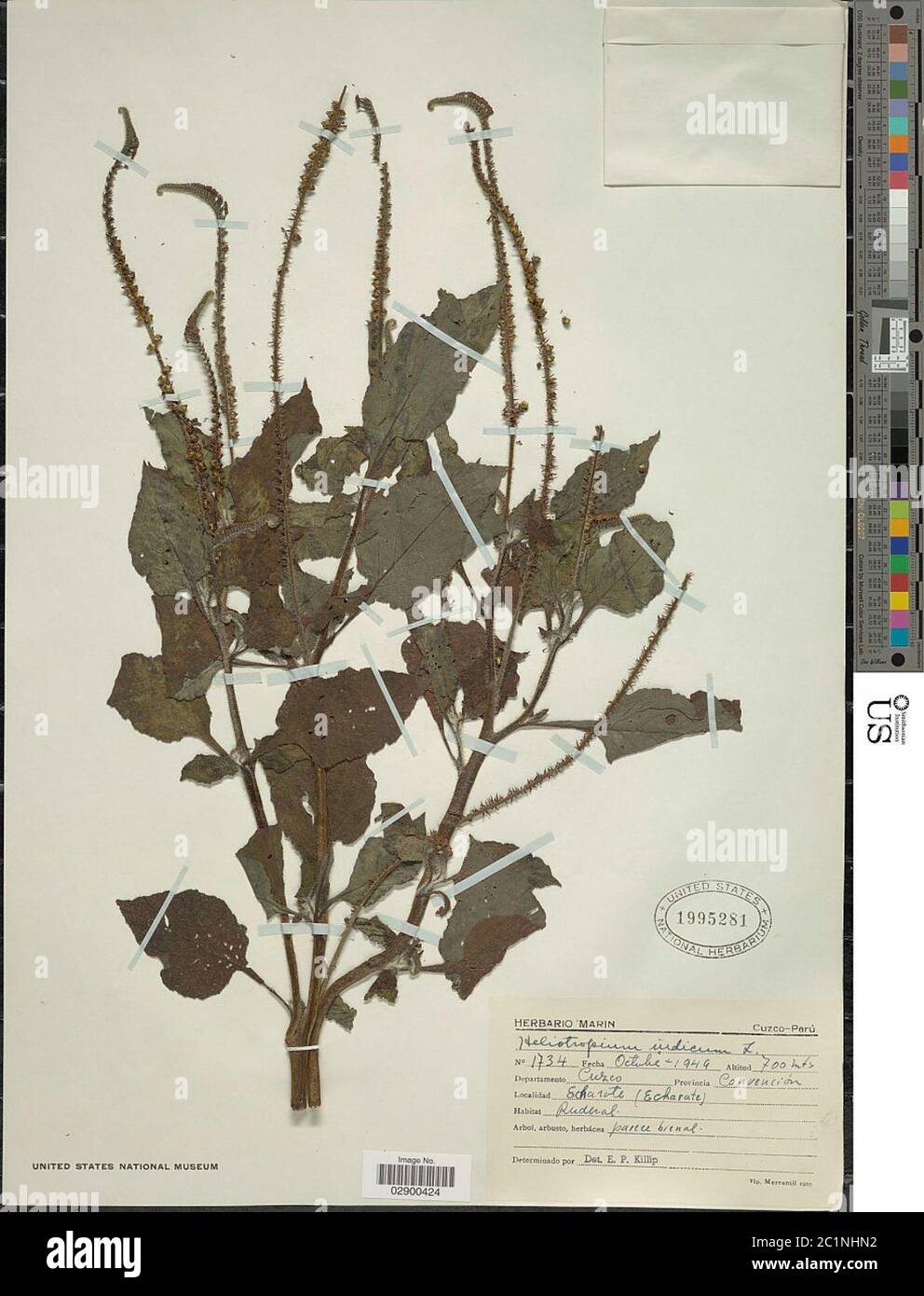 Heliotropium indicum L Heliotropium indicum L. Stock Photo
