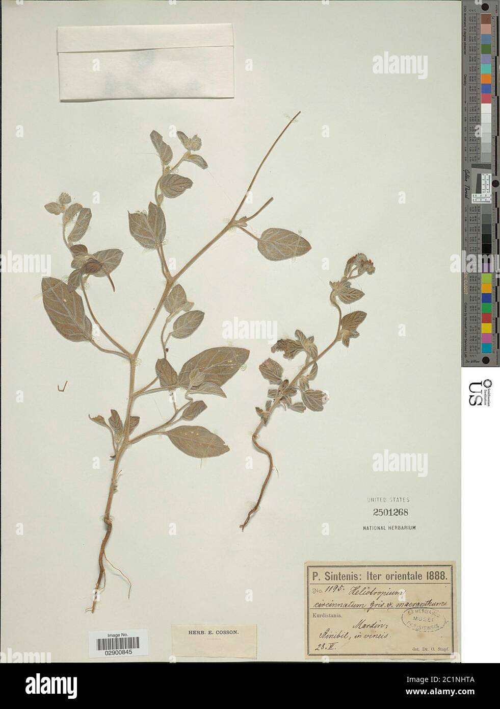 Heliotropium circinatum Griseb Heliotropium circinatum Griseb. Stock Photo