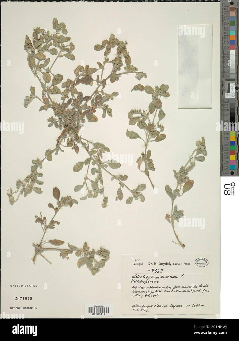 Heliotropium supinum L Heliotropium supinum L. Stock Photo