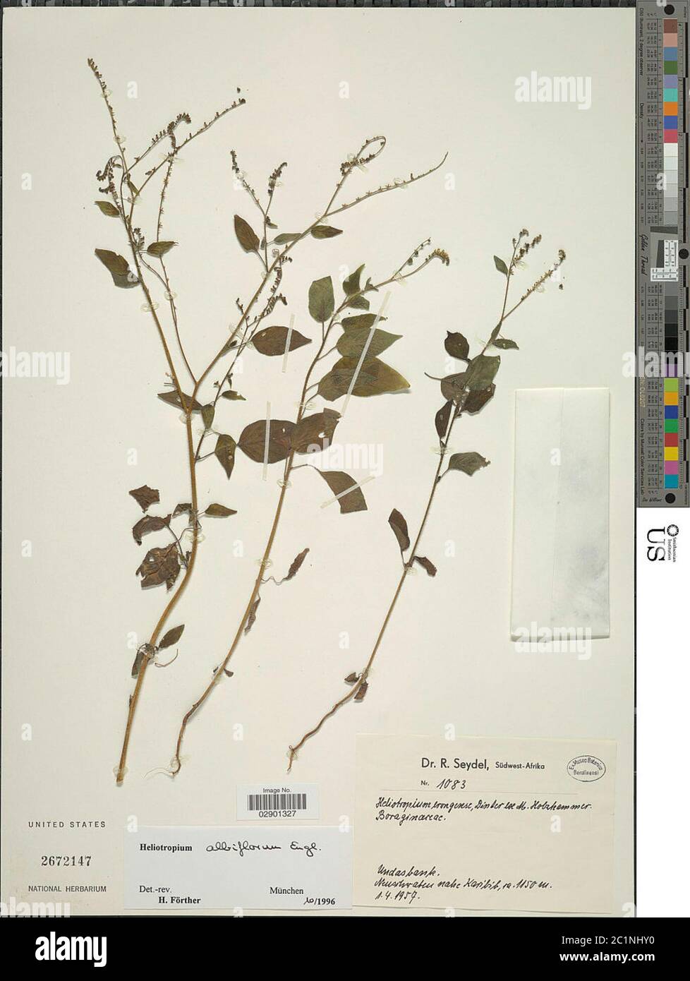 Heliotropium albiflorum Engl Heliotropium albiflorum Engl. Stock Photo
