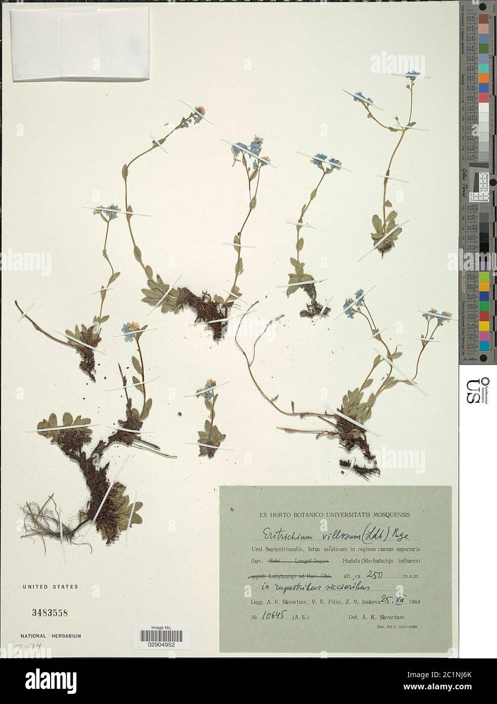 Eritrichium villosum Ledeb Bunge Eritrichium villosum Ledeb Bunge. Stock Photo