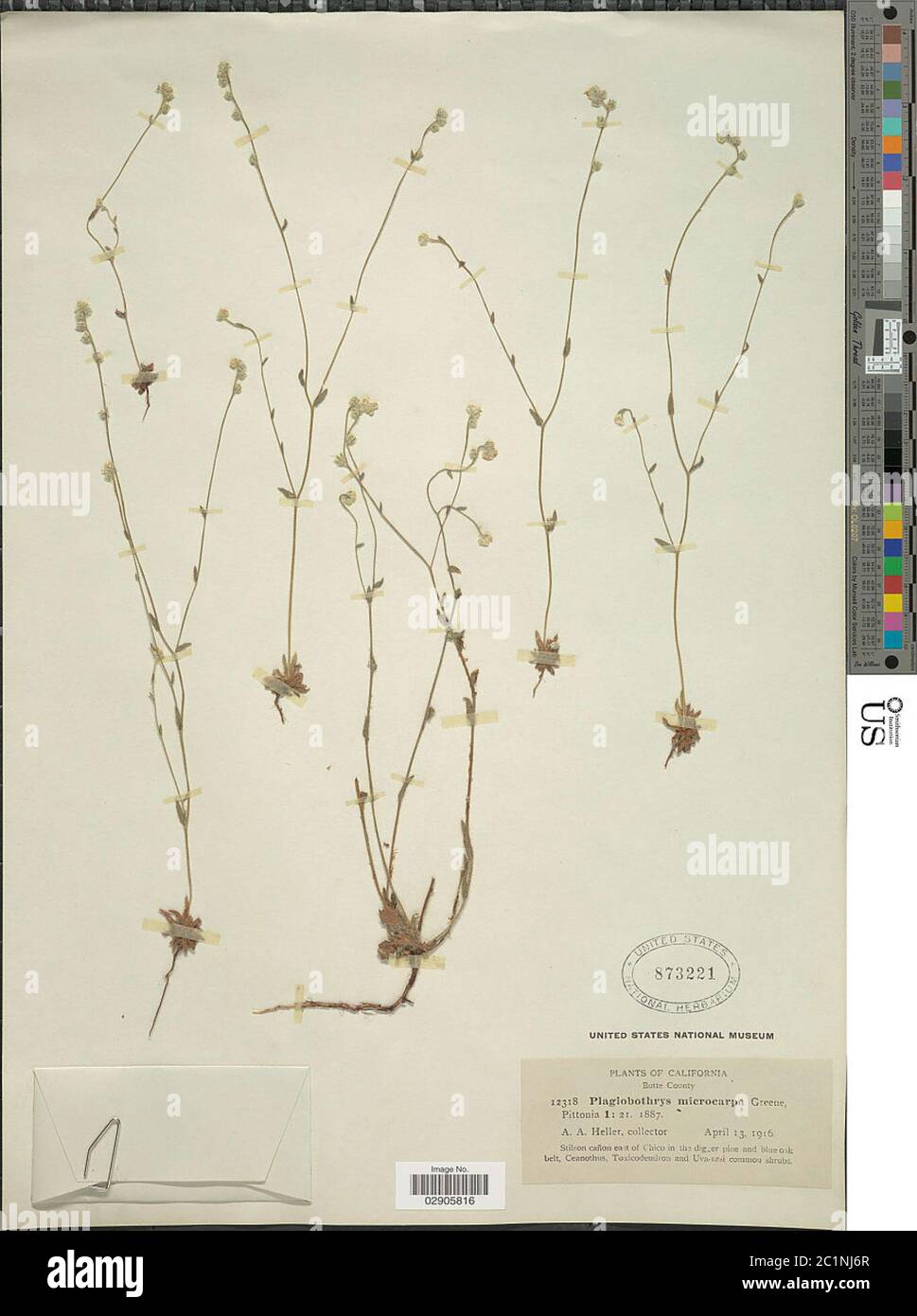Plagiobothrys microcarpus Greene Plagiobothrys microcarpus Greene. Stock Photo