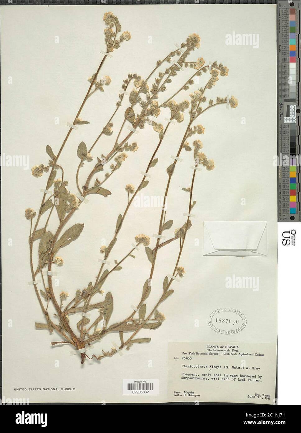 Plagiobothrys kingii S Watson A Gray Plagiobothrys kingii S Watson A Gray. Stock Photo