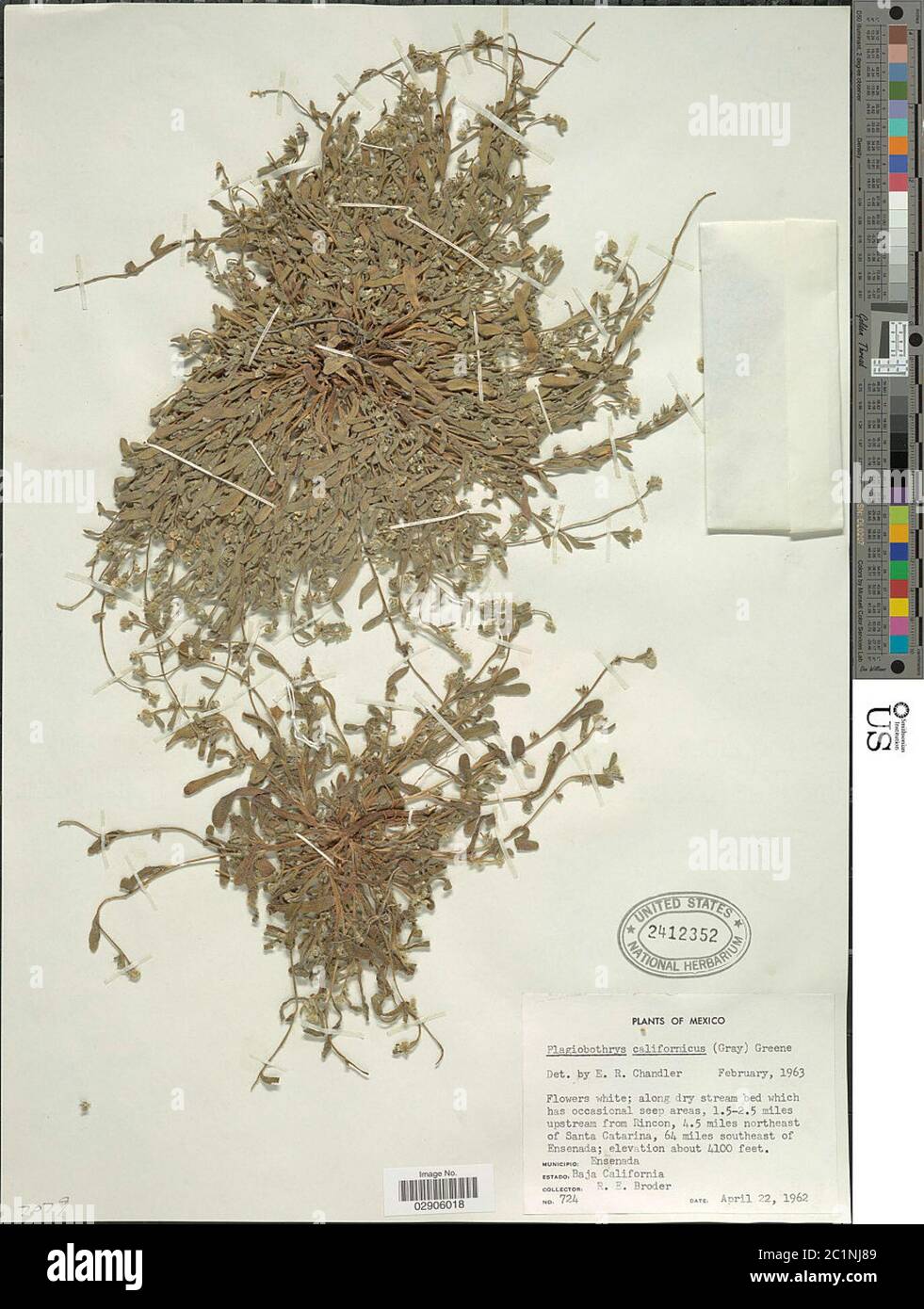 Plagiobothrys californicus A Gray Greene Plagiobothrys californicus A Gray Greene. Stock Photo