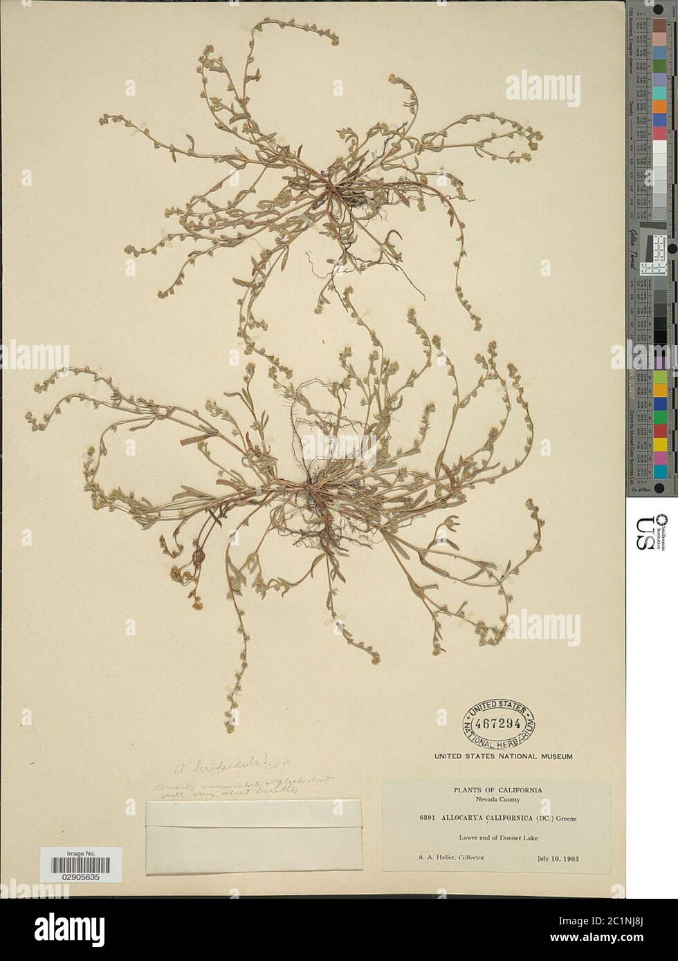 Plagiobothrys hispidulus Greene IM Johnst Plagiobothrys hispidulus Greene IM Johnst. Stock Photo