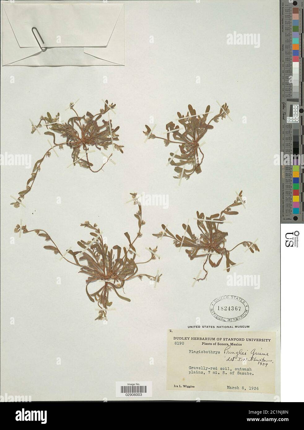 Plagiobothrys pringlei Greene Plagiobothrys pringlei Greene. Stock Photo