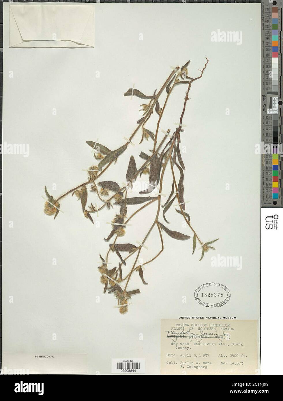 Plagiobothrys jonesii A Gray Plagiobothrys jonesii A Gray. Stock Photo