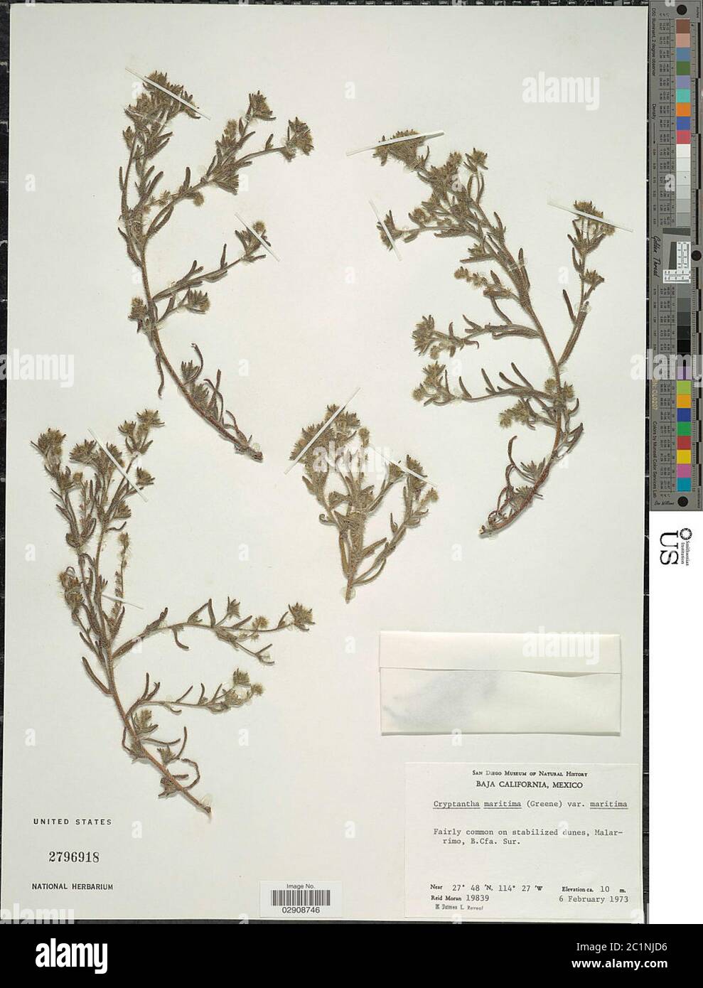 Cryptantha maritima Greene Greene Cryptantha maritima Greene Greene ...