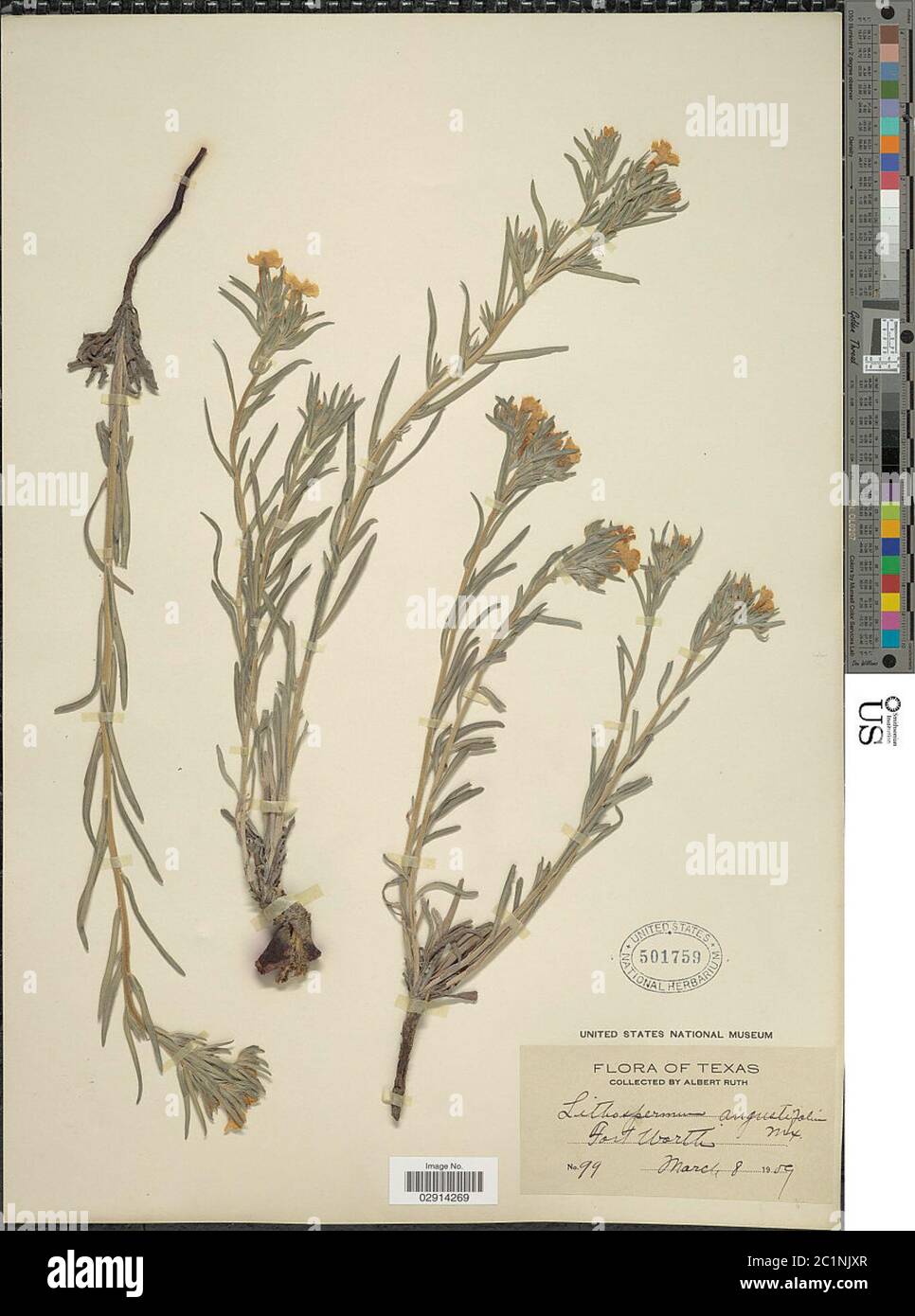 Lithospermum incisum Lehm Lithospermum incisum Lehm Stock Photo Alamy