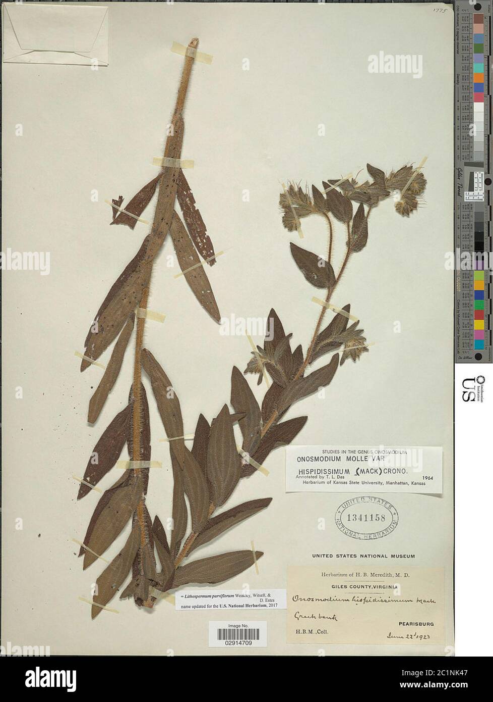 Lithospermum parviflorum Weakley et al Lithospermum parviflorum Weakley et al. Stock Photo