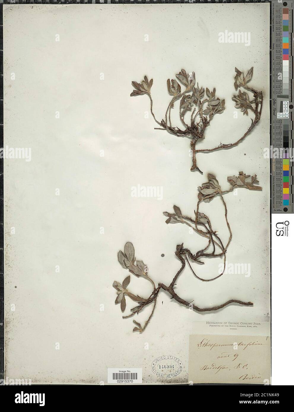 Lithospermum oleifolium Lapeyr Lithospermum oleifolium Lapeyr. Stock Photo