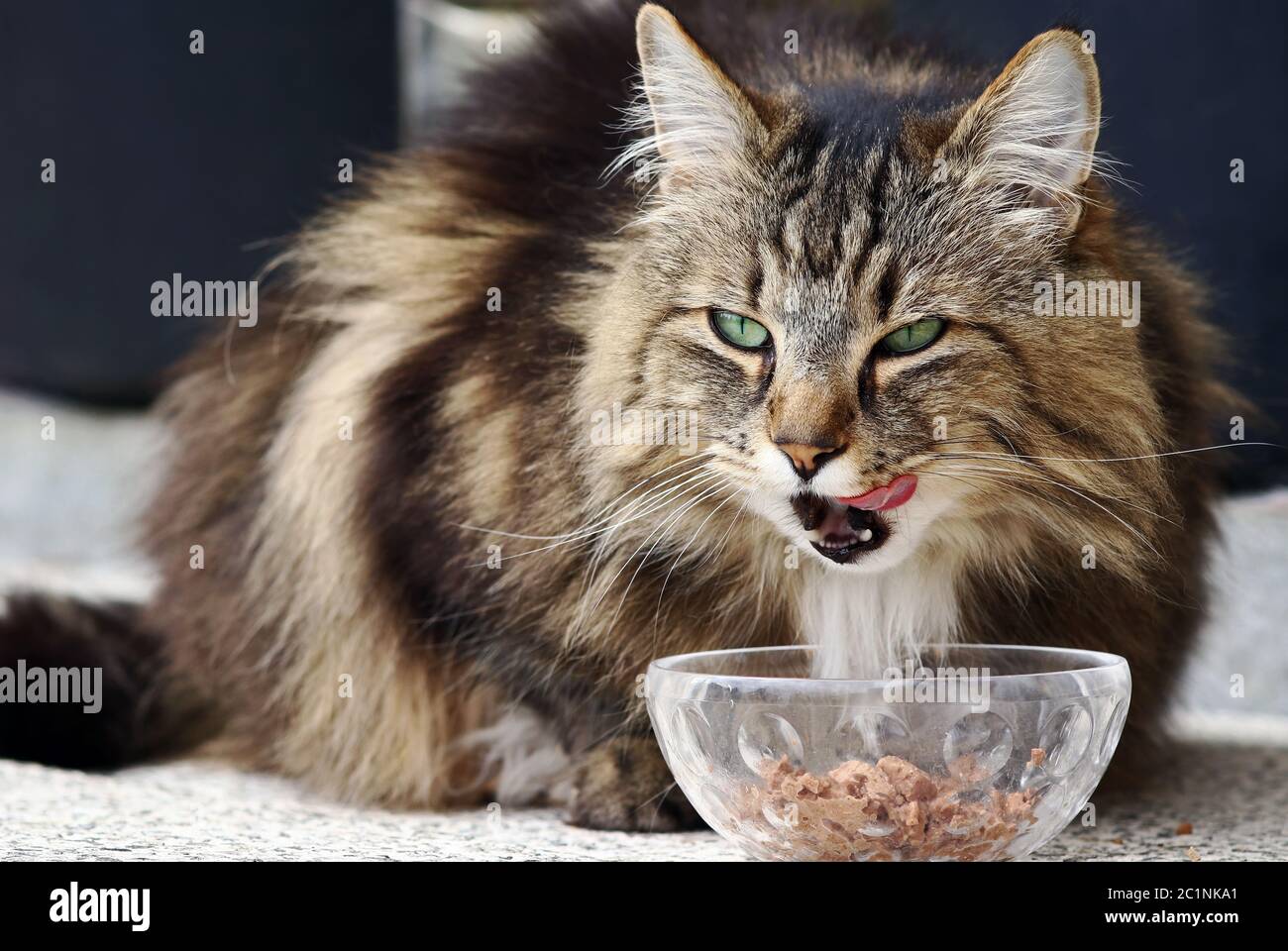Healthy food for a Norwegian forest cat. A cat is happy about cat food