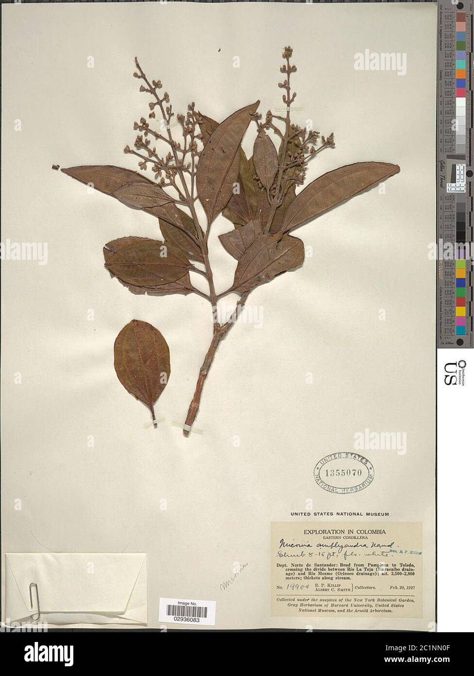 Miconia amblyandra Naudin Miconia amblyandra Naudin Stock Photo - Alamy