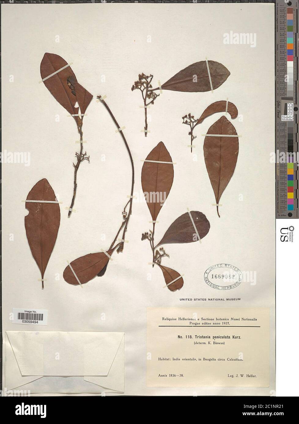 Tristania paniculata Tristania paniculata. Stock Photo