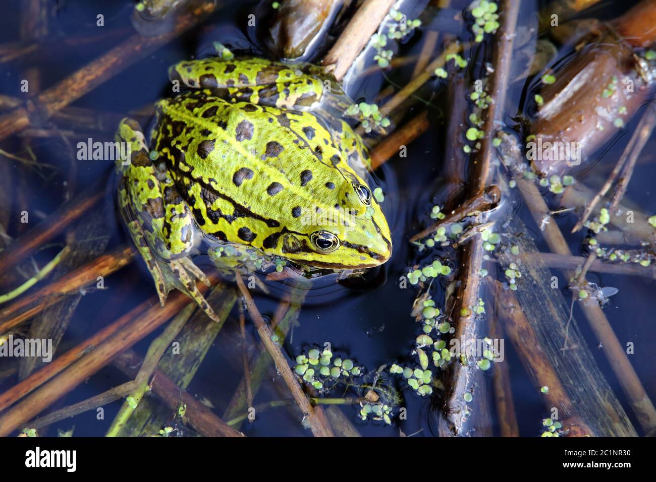 Green frog from the Federsee Stock Photo
