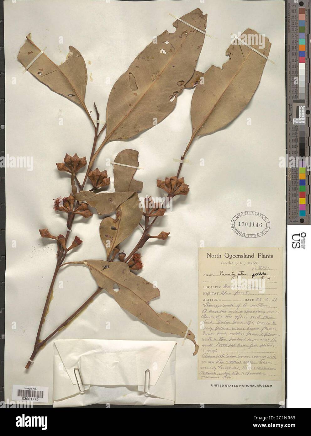 Eucalyptus Pellita F Muell Eucalyptus Pellita F Muell Stock Photo Alamy