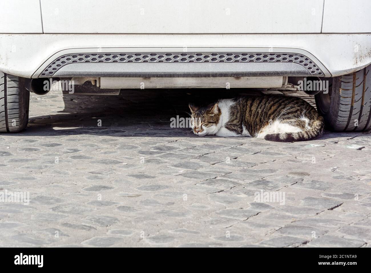 Cat sleeping under a white car Stock Photo