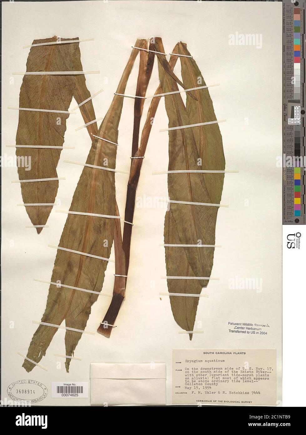 Eryngium aquaticum L Eryngium aquaticum L Stock Photo Alamy