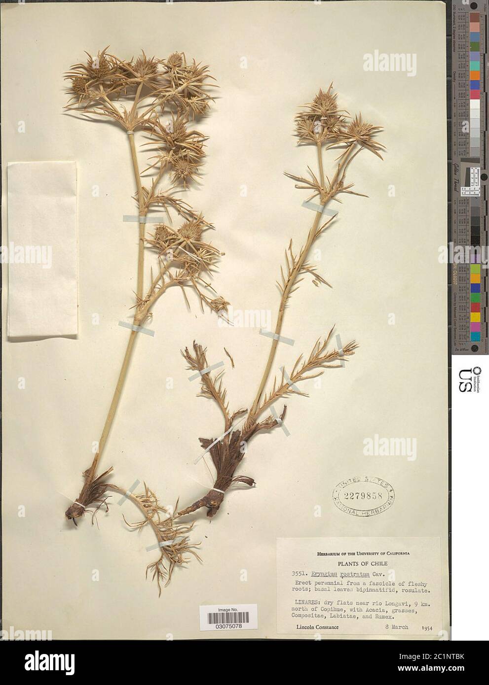 Eryngium rostratum hires stock photography and images Alamy