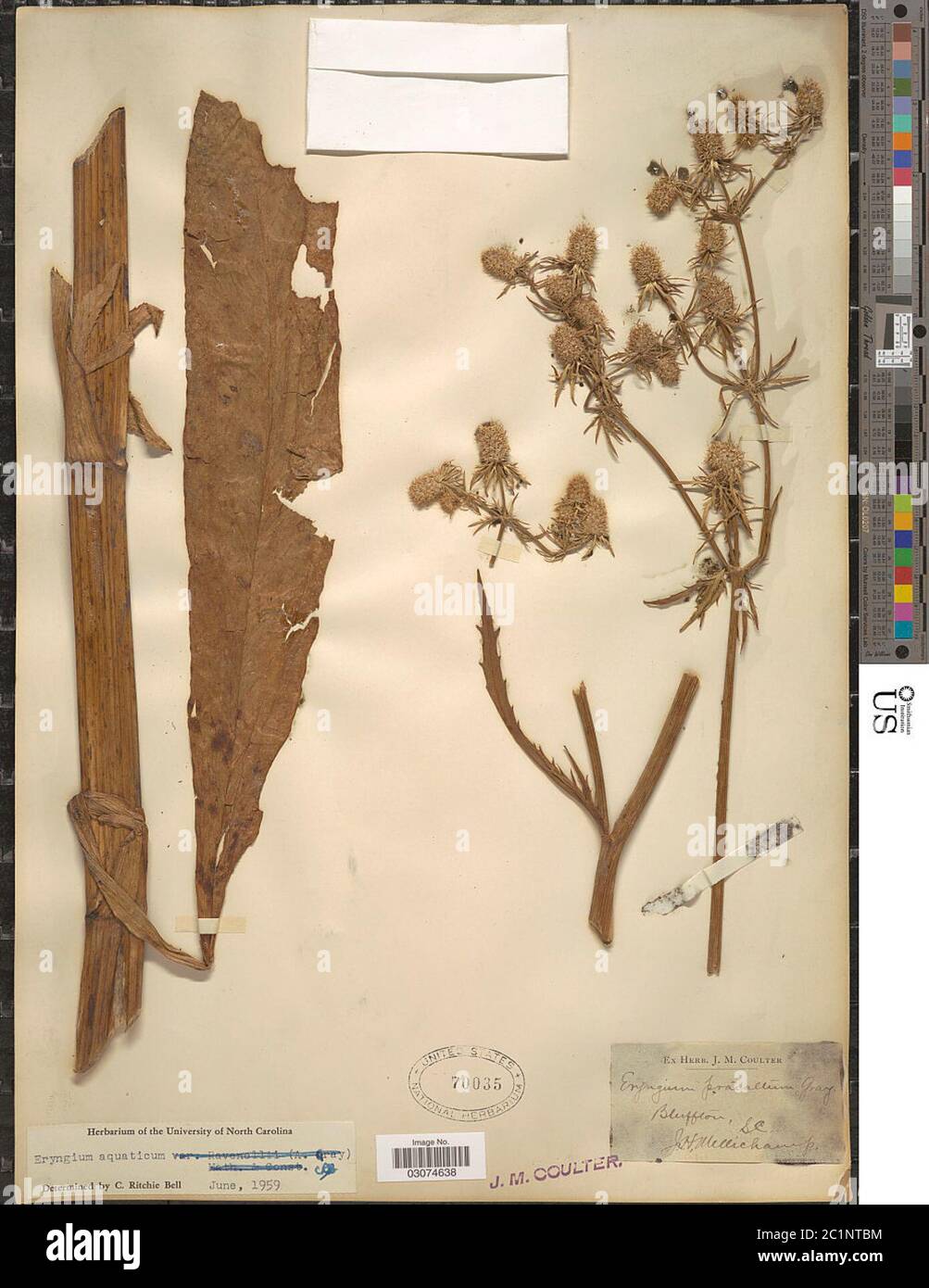 Eryngium aquaticum L Eryngium aquaticum L Stock Photo Alamy