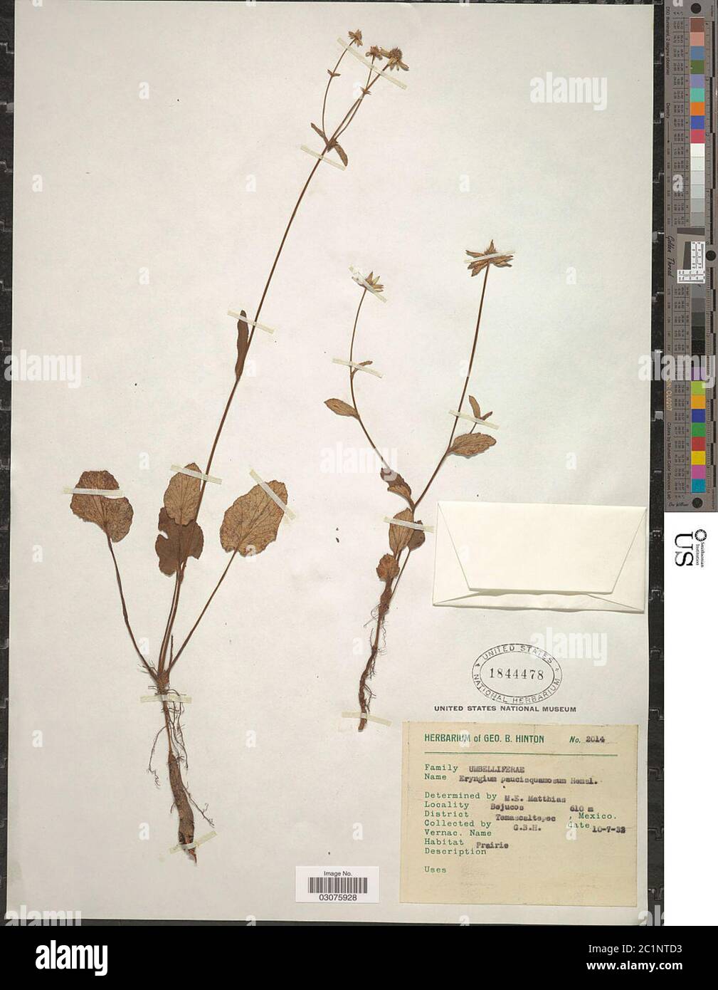 Eryngium paucisquamosum Hemsl in Hook f Eryngium paucisquamosum Hemsl in Hook f. Stock Photo