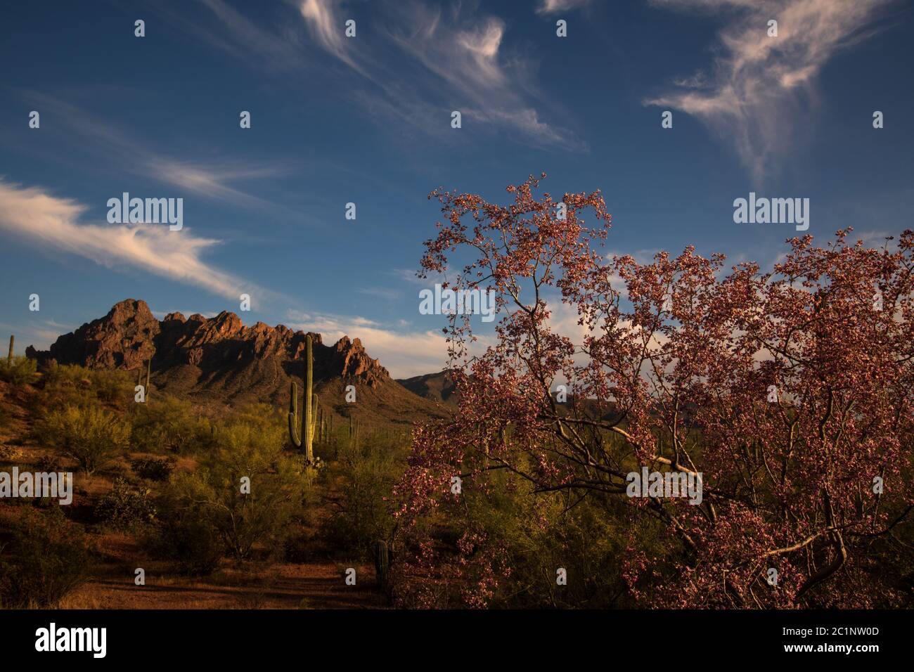 Ironwood trees, (right), along with palo verde trees and saguaro cactus