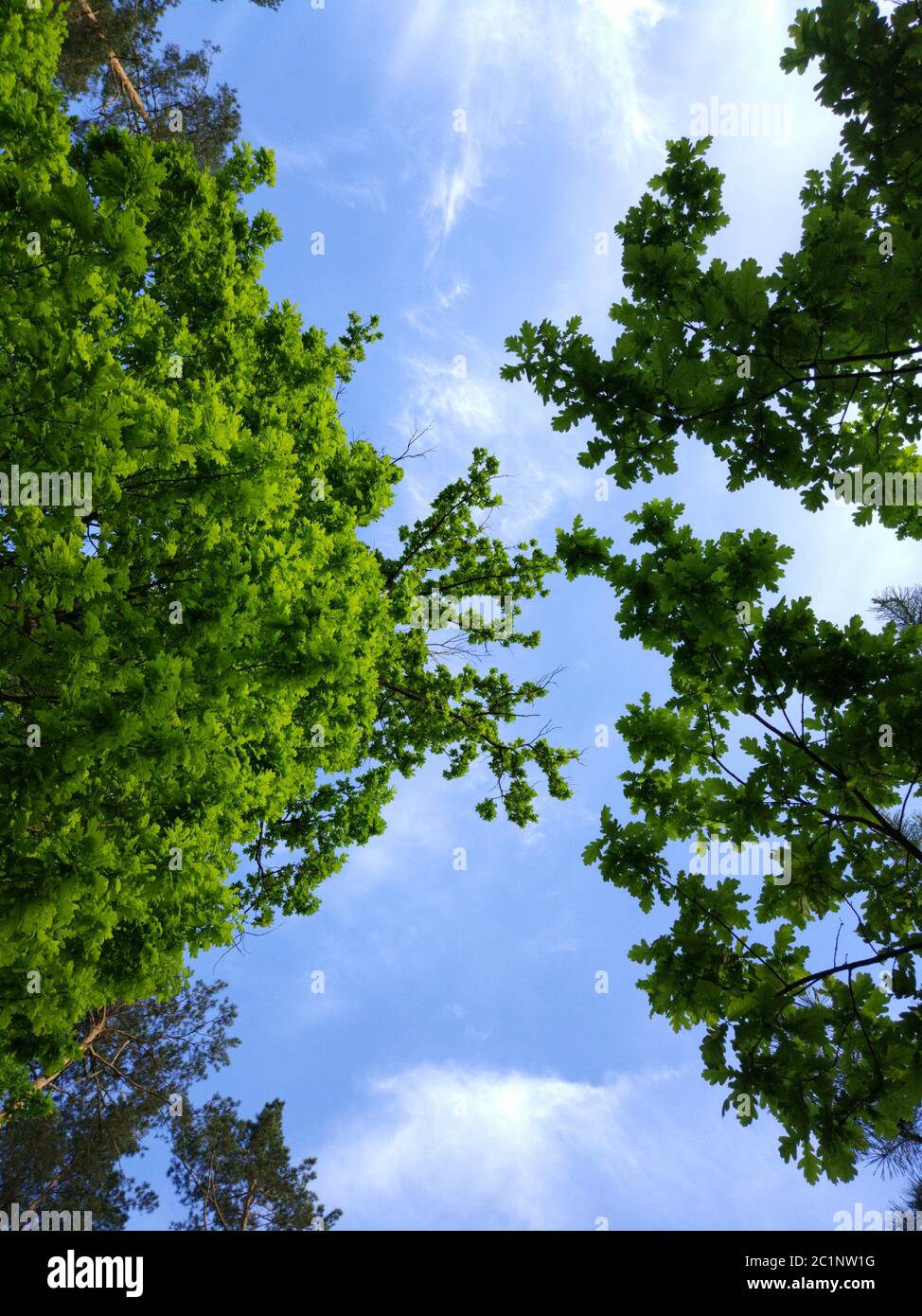 Look at the sky through the leaves of the tree. Stock Photo