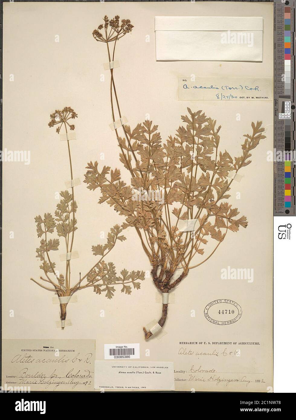 Aletes acaulis Aletes acaulis Stock Photo Alamy