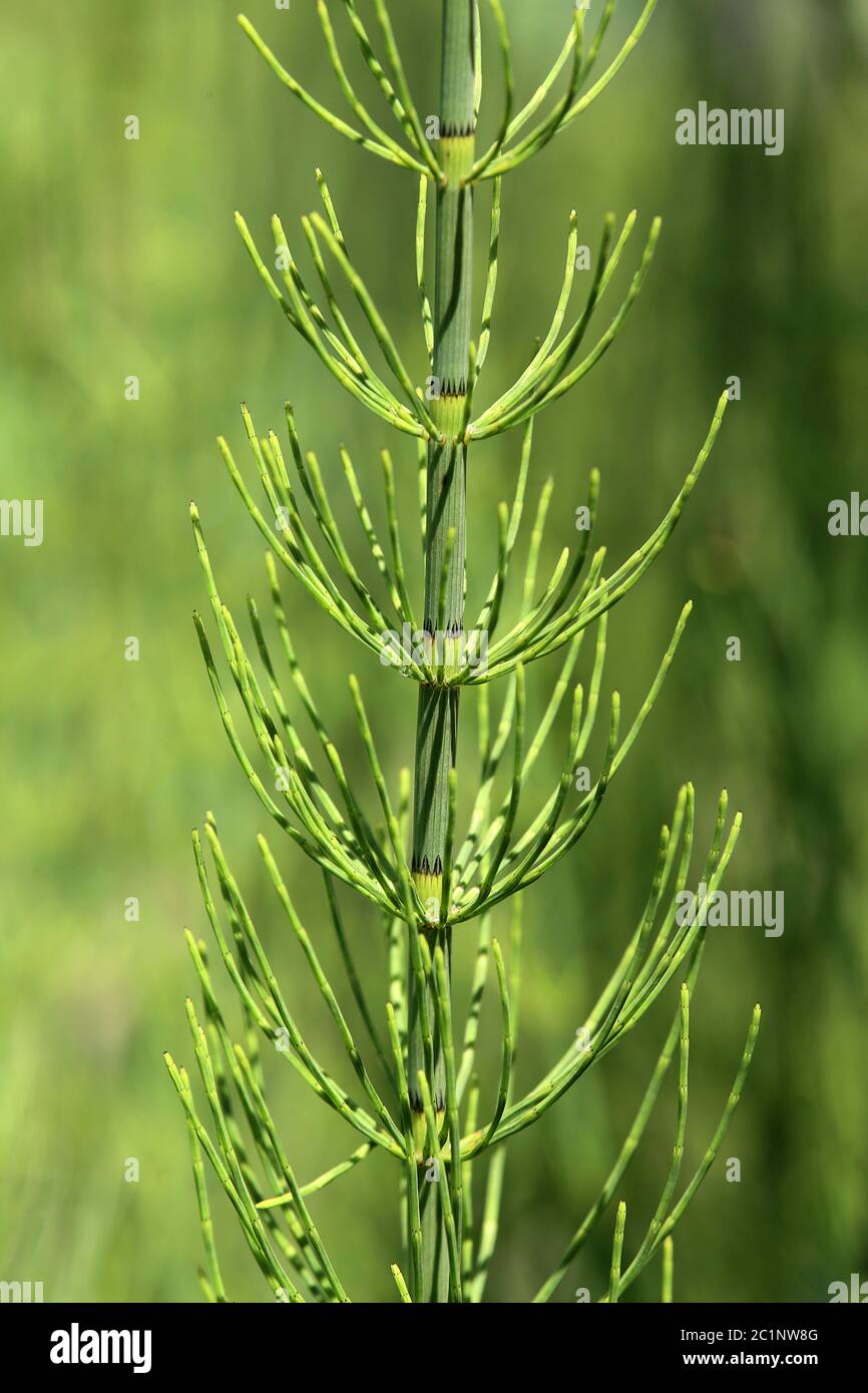 Swamp-box-half Equisetum palustre Stock Photo