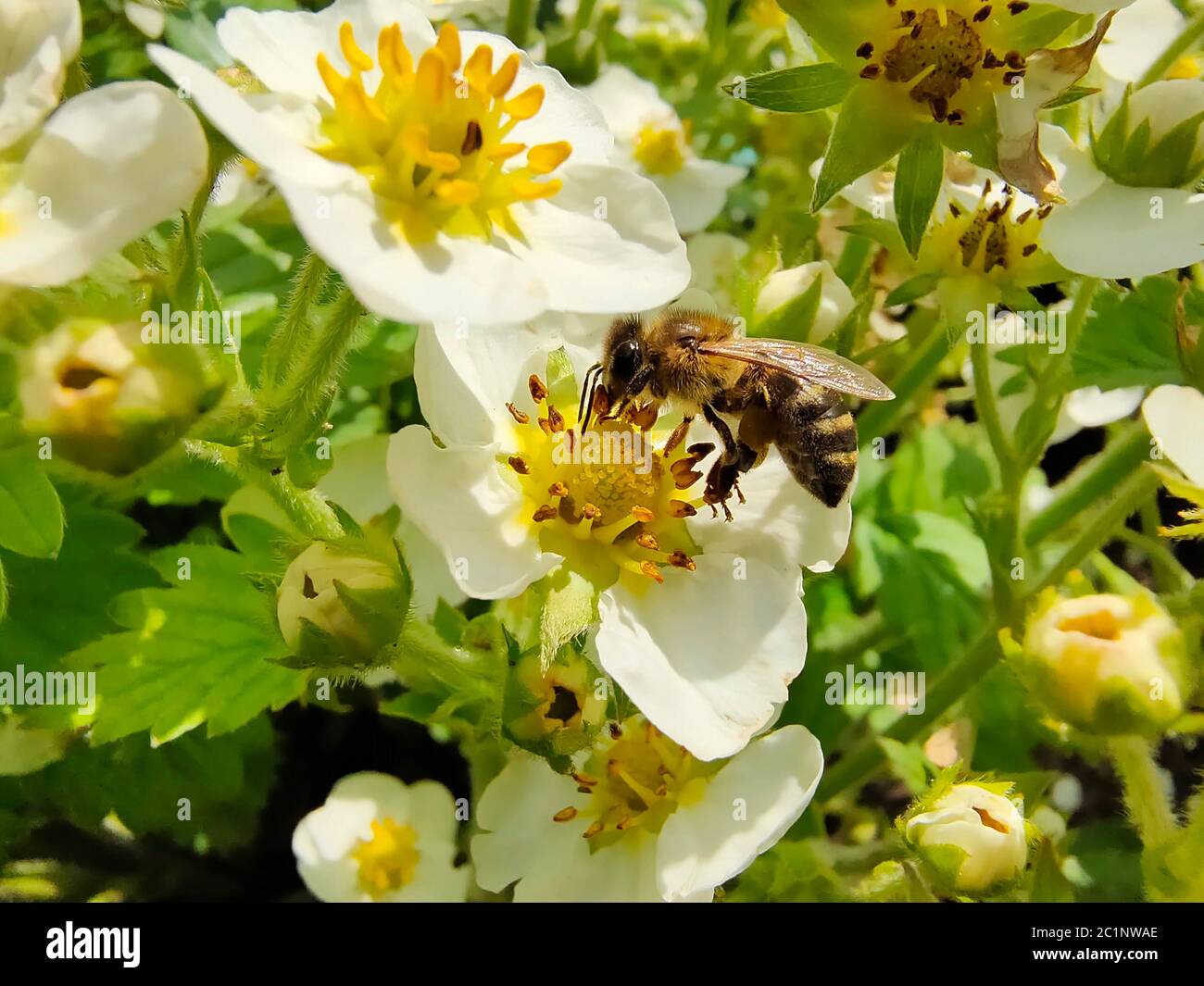 Honey bee collecting pollen from white flower Stock Photo