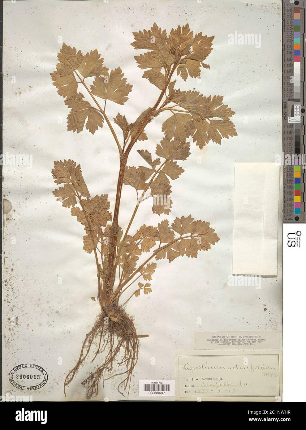 Ligusticum actaeifolium Michx Ligusticum actaeifolium Michx. Stock Photo