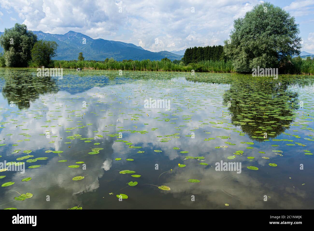 Yellow pond rose Stock Photo - Alamy
