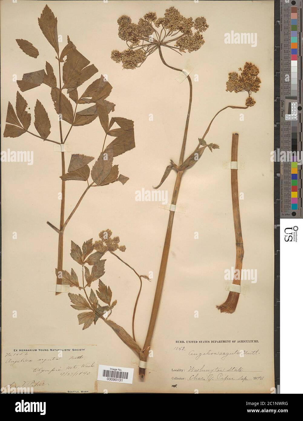 Angelica arguta Nutt Angelica arguta Nutt Stock Photo Alamy