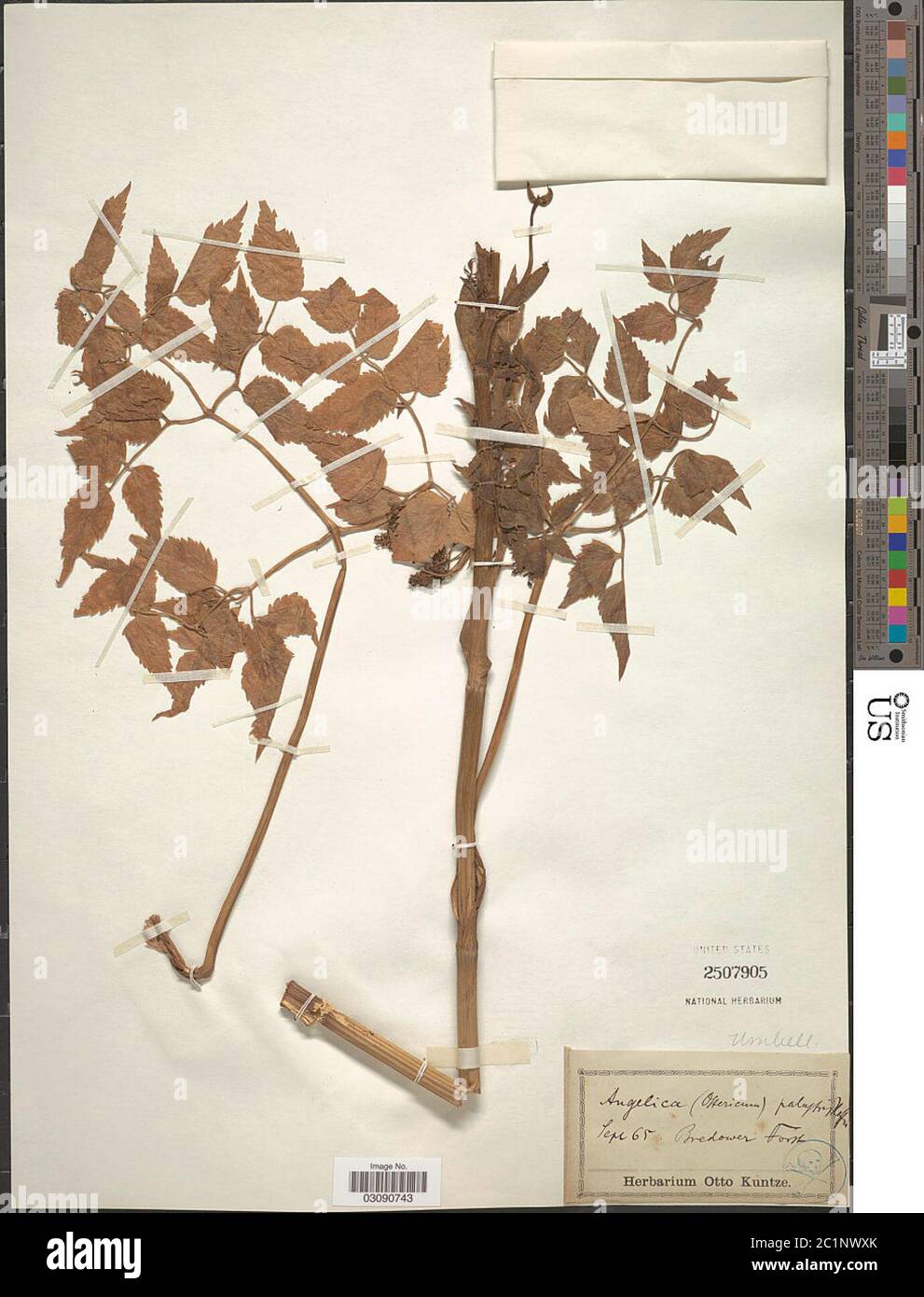 Angelica palustris Besser Hoffm Angelica palustris Besser Hoffm. Stock Photo