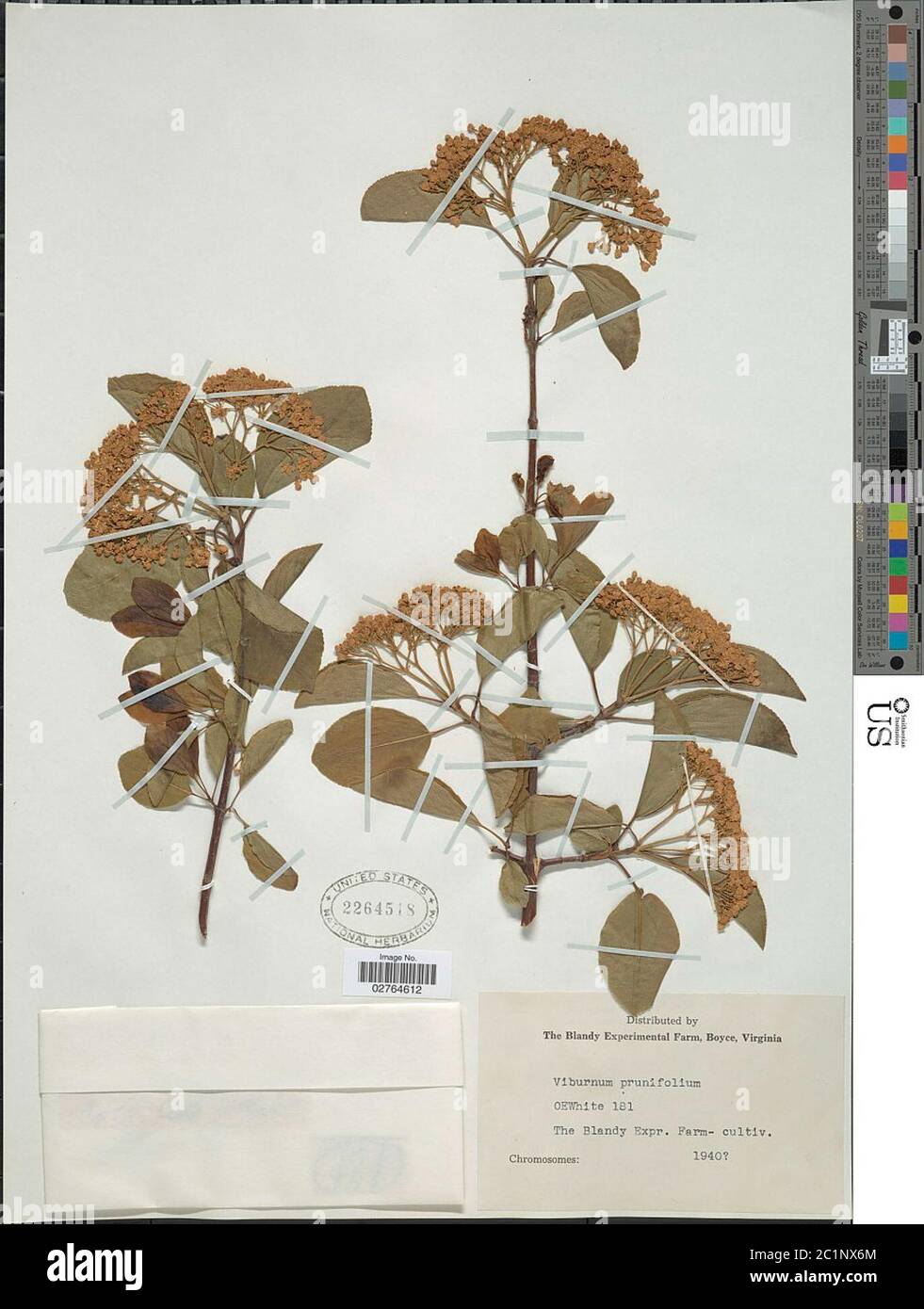 Viburnum prunifolium L Viburnum prunifolium L Stock Photo Alamy