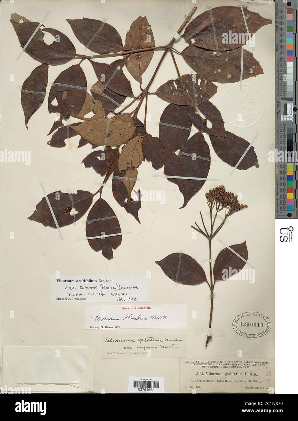 Viburnum acutifolium subsp blandum Viburnum acutifolium subsp blandum. Stock Photo