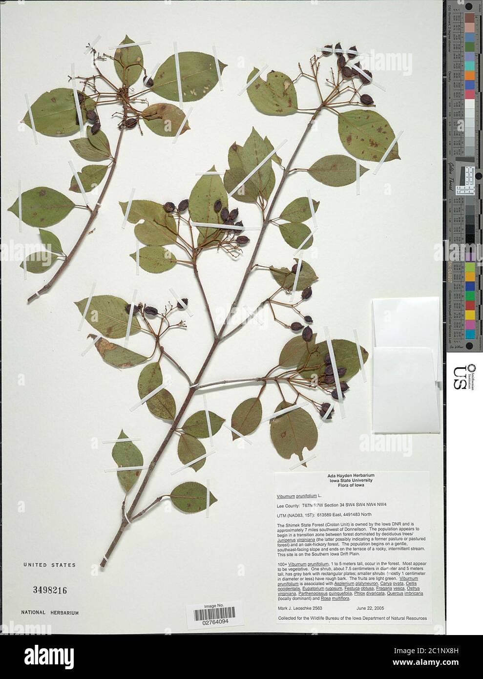 Viburnum prunifolium L Viburnum prunifolium L Stock Photo Alamy