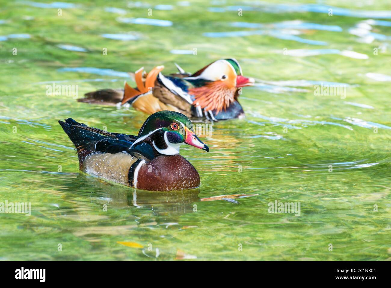 Wood Duck and Mandarin Duck Stock Photo Alamy