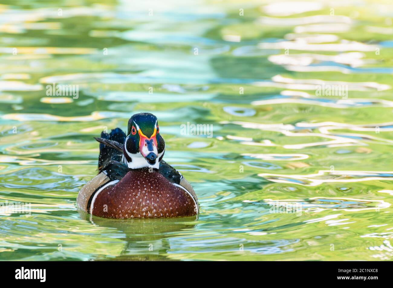 Male wood duck hires stock photography and images Alamy