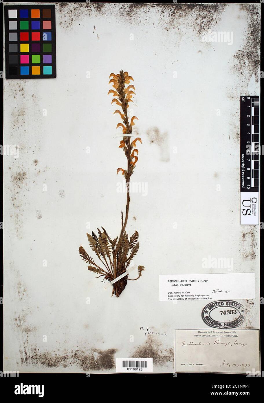 Pedicularis parryi A Gray subsp parryi Pedicularis parryi A Gray subsp parryi. Stock Photo