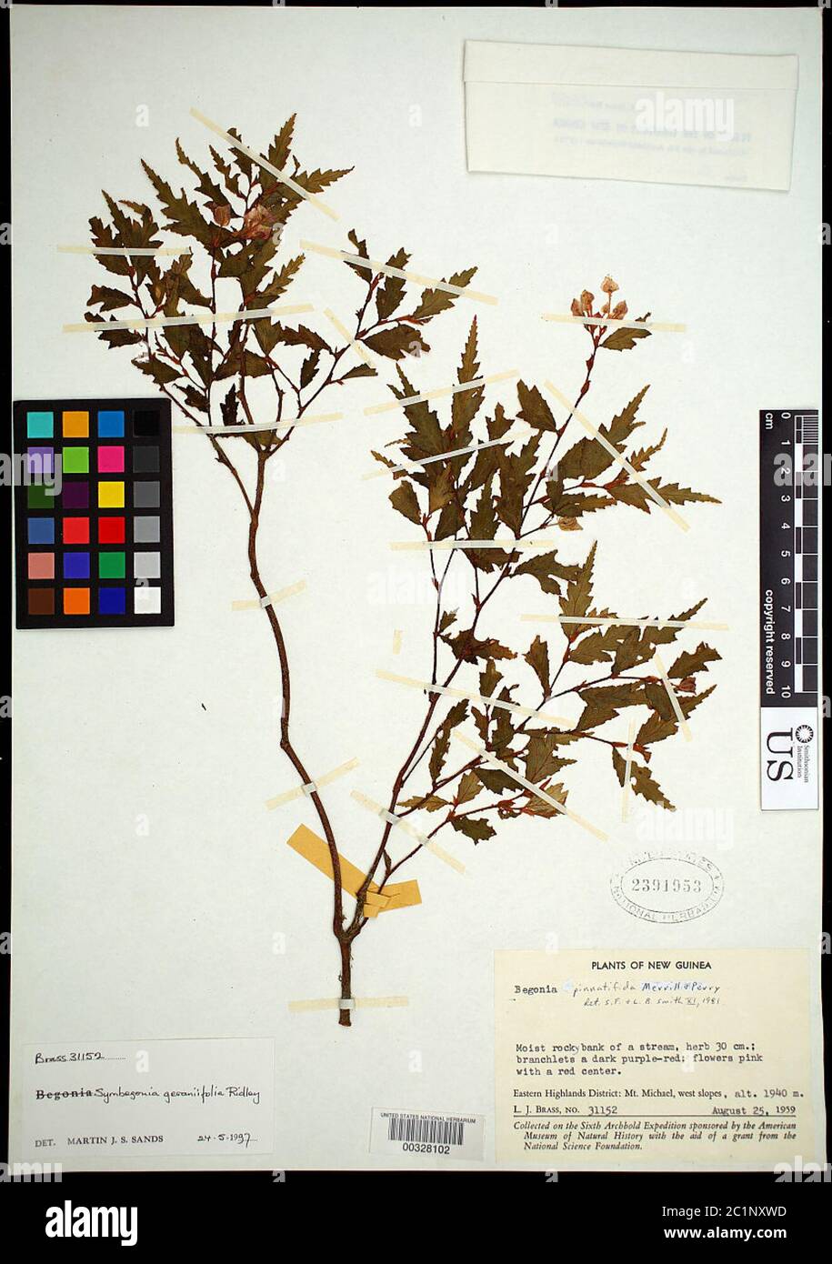 Symbegonia geraniifolia Ridl Symbegonia geraniifolia Ridl. Stock Photo