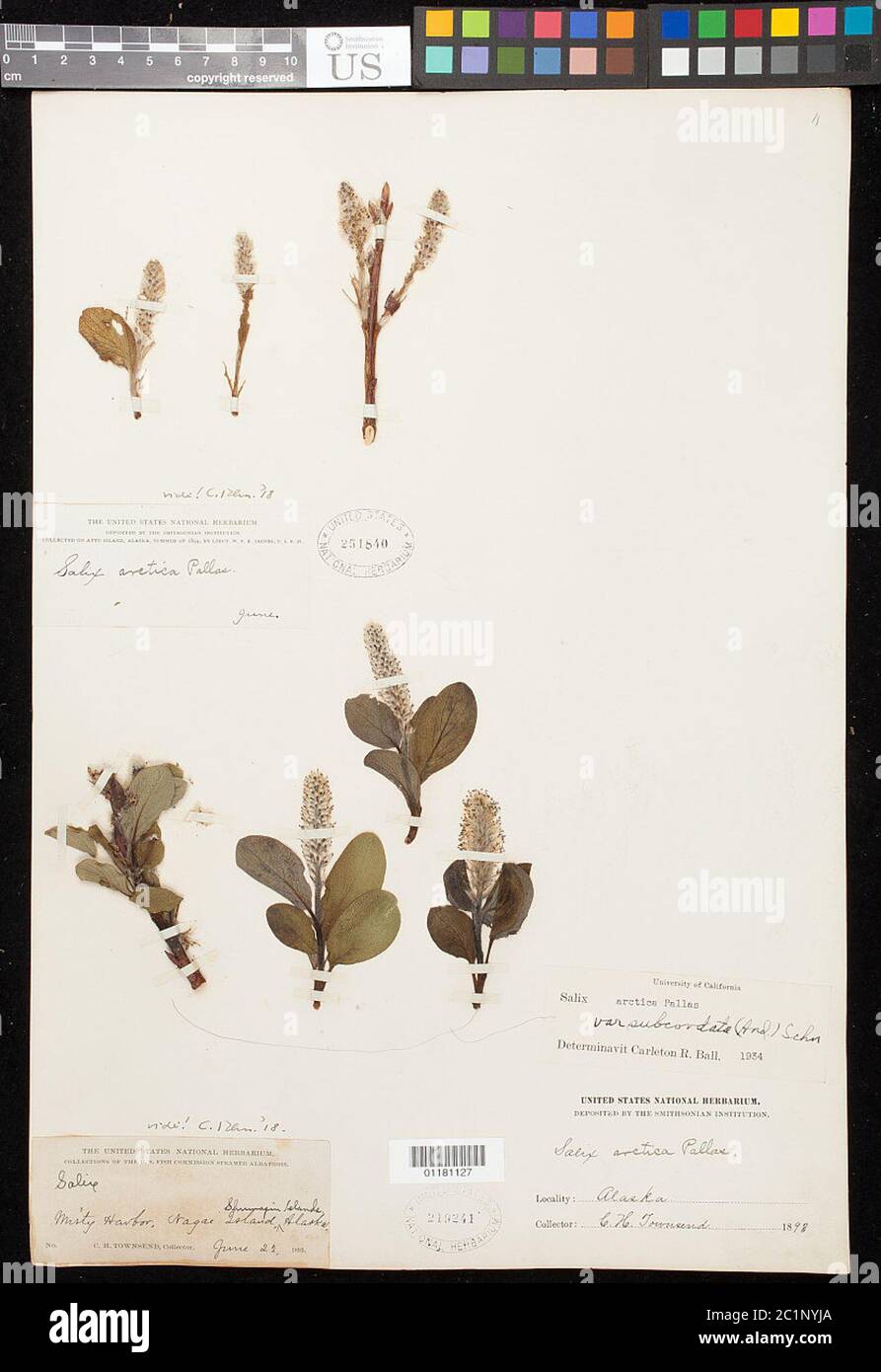 Salix arctica var subcordata CK Schneid Salix arctica var subcordata CK Schneid. Stock Photo