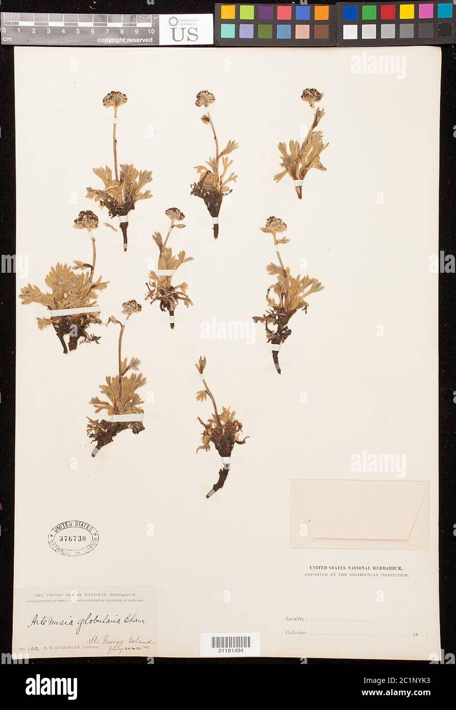 Artemisia globularia Cham ex Besser Artemisia globularia Cham ex Besser. Stock Photo