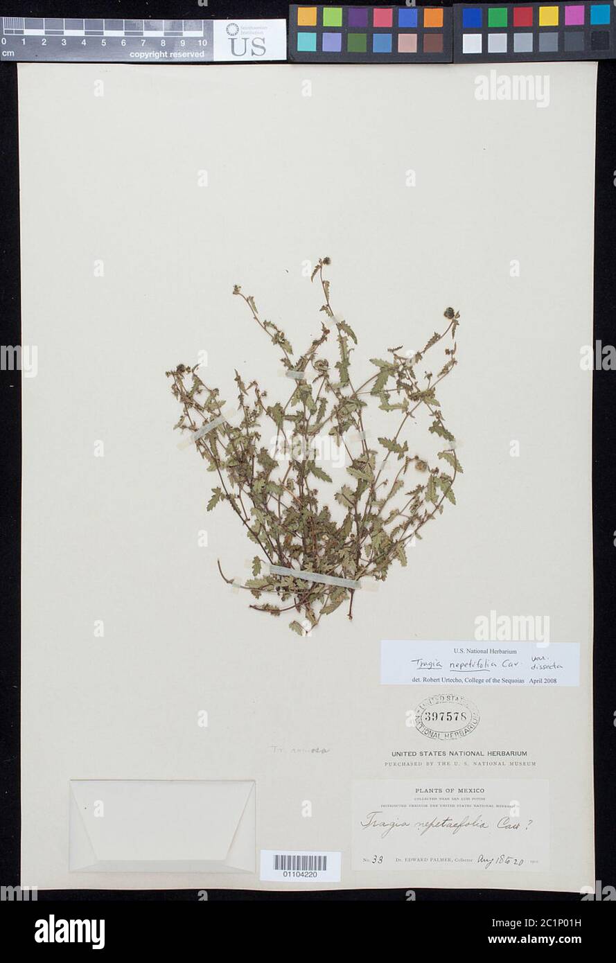Tragia nepetifolia var dissecta Mll Arg Tragia nepetifolia var dissecta Mll Arg. Stock Photo