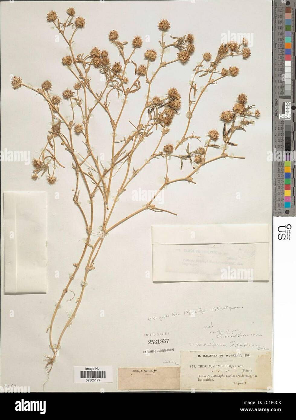 Trifolium glanduliferum Boiss Trifolium glanduliferum Boiss. Stock Photo